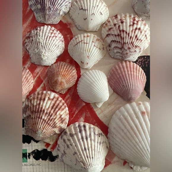 Shell Crafter’s Alert ‼️ - Picture 5 of 6